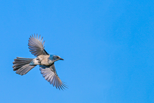 Florida Scrub Jay in flight in the Ocala National Forest.