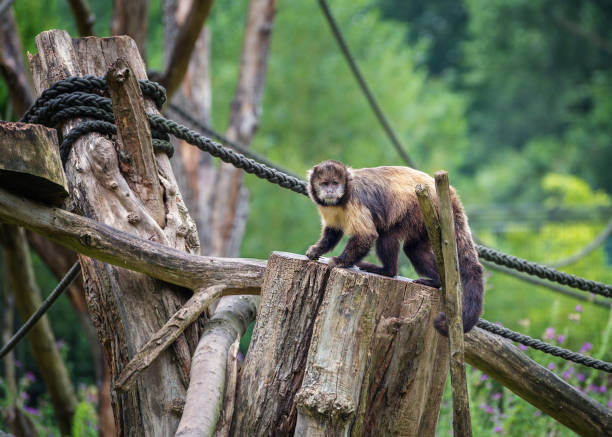 istock Yellow-Breasted Capuchin, the yellow-breasted or buff-headed capuchin 1900077581