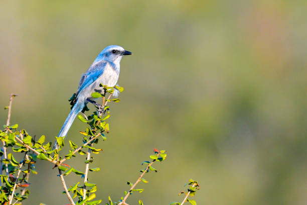 Florida Scrub Jay perched on a branch.