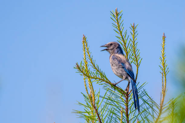 istock Florida Scrub Jay in Ocala National Forest. 1900077850