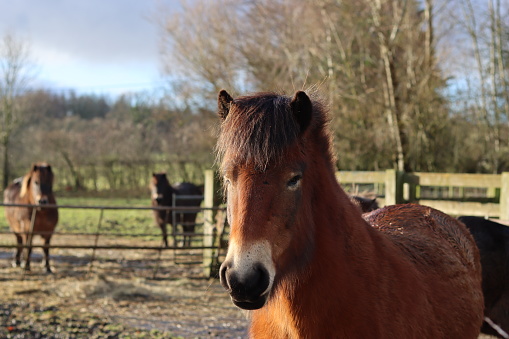 Close up of an Exmoor pony standing in sunshine in a stable yard, with other ponies in the background