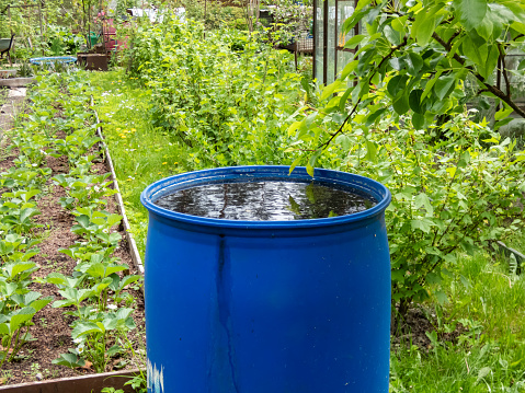 Green scenic garden view with trees, shrubs, grass, vegetable beds and blue, plastic water barrel reused for storing water for watering plants in summer