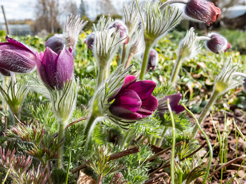 Close-up shot of Pasqueflower Pulsatilla hybrida 'Mrs. van der Elst' with solitary, hairy bell-shaped or cup-shaped blooming in early spring