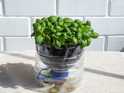 Growing young, green, fresh basil plants in DIY plastic pot made from cut plastic bottle. Small, green basil plants growing indoors at home in recycled bottle planter with white wall in background
