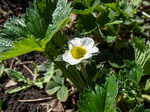 Macro of strawberry flower with detailed varying length stamens (androecium) arranged in a circle and surrounded by white petals on a green strawbery plant growing in a garden