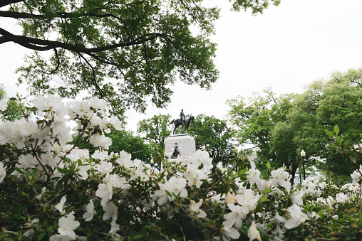 Surrounded in green foliage and white flowers, the General Andrew Jackson Statue peeks out in the distance, just meters from the White House in Lafayette Square.