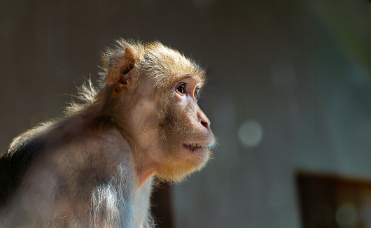 Monkey, chimpanzee looking around