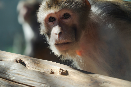 Close-up Portrait of Monkey, chimpanzee looking at camera
