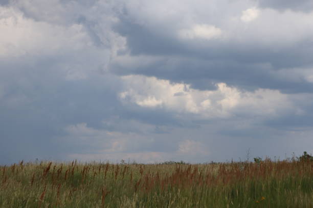 istock Green meadow with tall grass and cloudy sky with rain clouds 1900121211