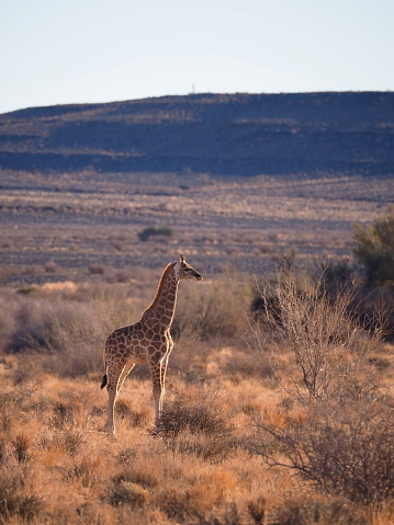 South African giraffe (Giraffa camelopardalis giraffa) in the wild in the Augrabies Fall National Park