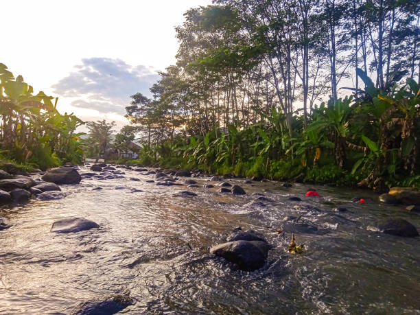 istock flowing river and rocks in the middle of a small forest 1900142008