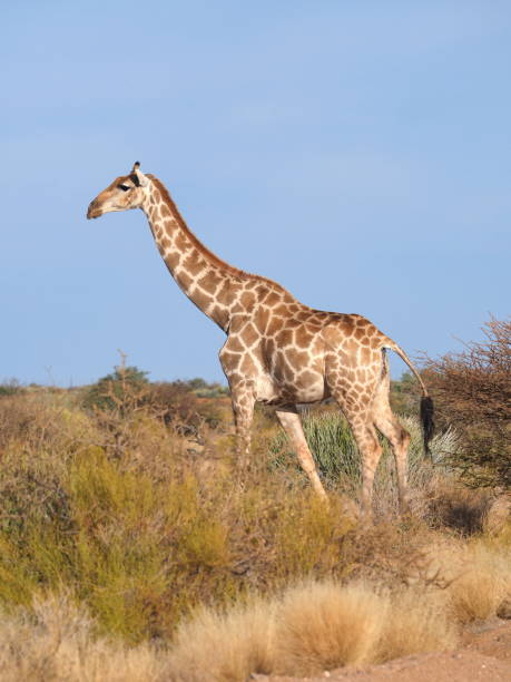 istock giraffe in the savannah 1900152795