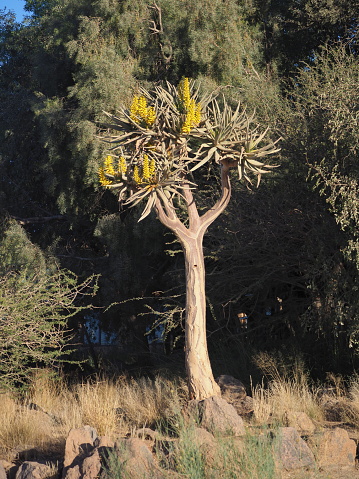 Quiver tree (Aloidendron dichotomum) in the Augrabies Fall National Park