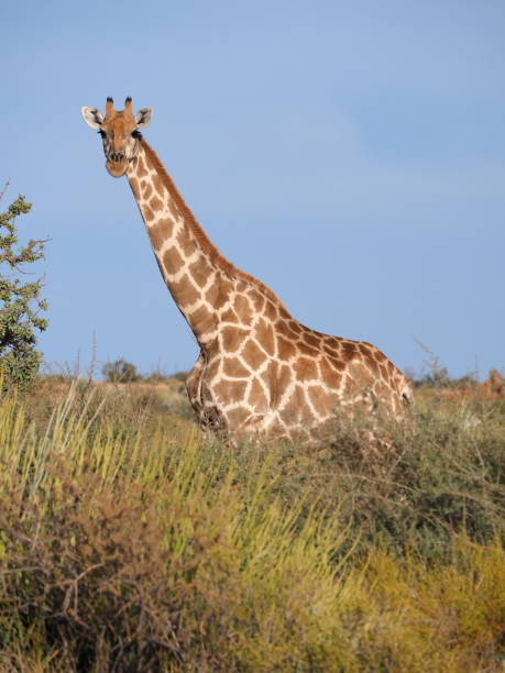 istock giraffe in the savannah 1900157905