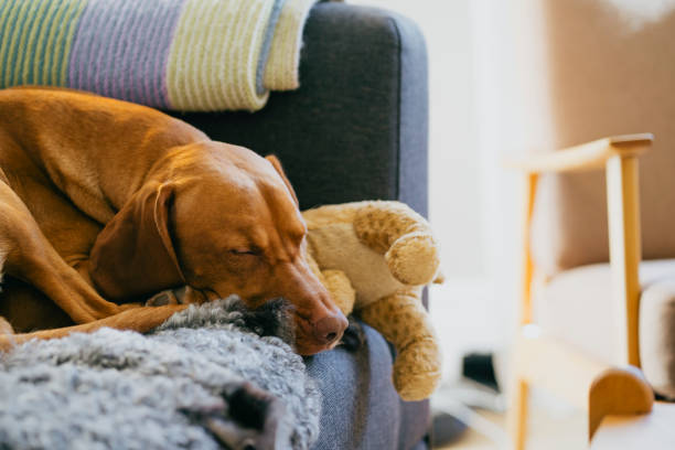 Adorable scene of a contented dog peacefully sleeping on a sofa, cuddled up with its favorite stuffed animal for a heartwarming moment of tranquility.