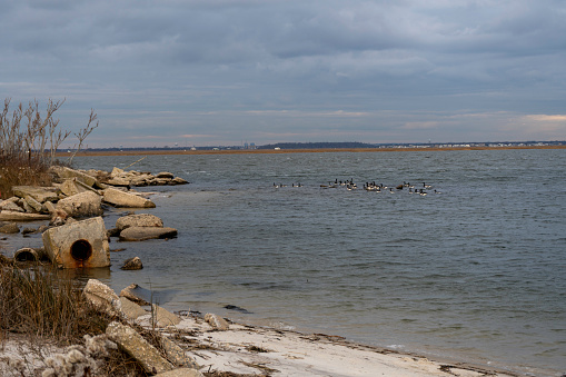 Winter landscape at Jones Beach State Park,  Wantagh,  Nassau County,  Long Island,  NewYork. Brant Geese are swimming off the shoreline.