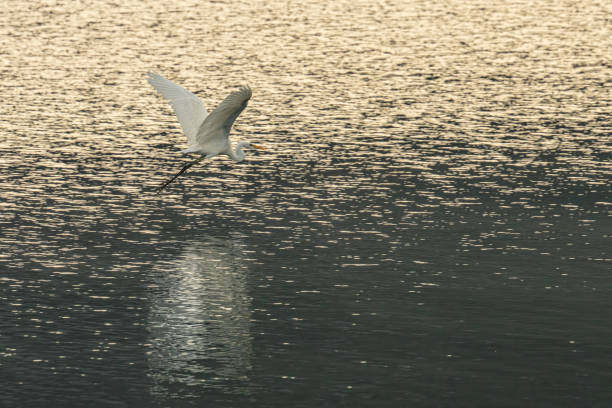 Elegant white fish egg flies away.