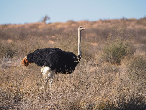 South African male ostrich (Struthio camelus australis) in Kgalagadi Transfrontier Park