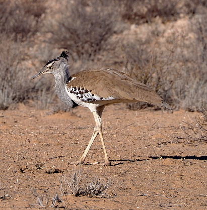 Kori bustard one of the largest flying bird, photographed in the namibian savannah