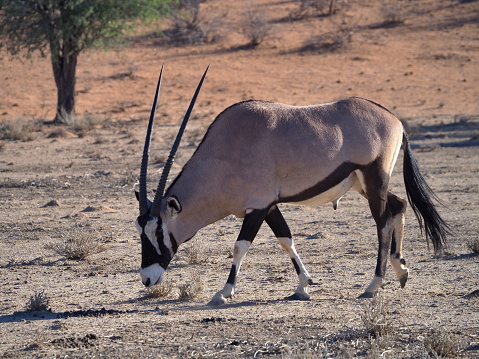 Gemsbok, or South African oryx (Oryx gazella) in Kgalagadi Transfrontier Park
