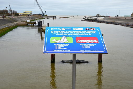 Blankenberge, West-Flanders, Belgium - December 30, 2023: information board about the attitude of healthy and unhealthy seals profile. That would stay in the port?