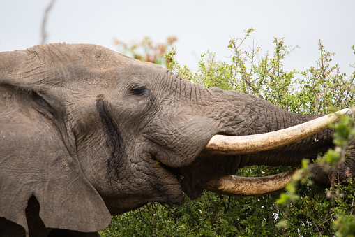 Elephant in Musth while seen grazing on foliage in central Kruger National Park, South Africa