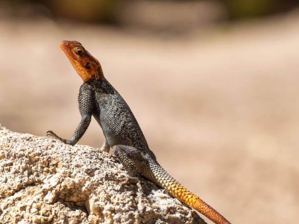 istock Male Namib rock agama 1900222893