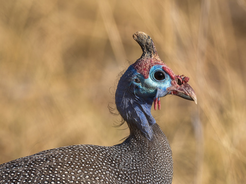 Etosha National Park, Namibia - August 18, 2022: Detail shot of a helmeted guineafowl, showcasing its vivid blue face and speckled plumage, set against a natural grassy background