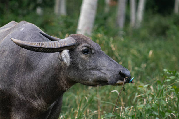 Water Buffalo in Thailand