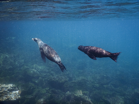 Galápagos sealions swimming and on land, with pups on the beaches of San Cristóbal island