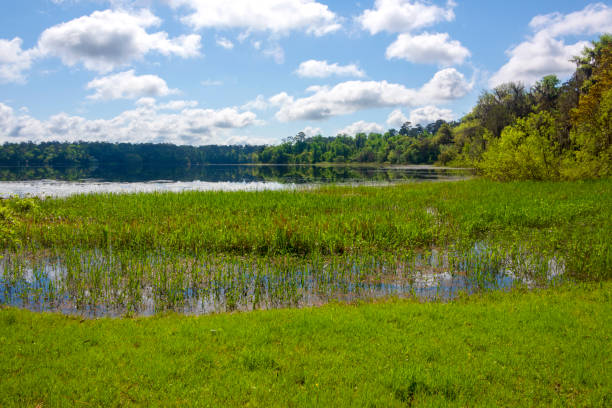 istock Lake at MaClay Gardens State Park in Tallahassee, Florida 1900261023
