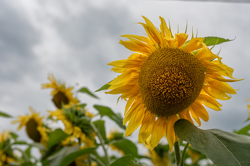 A field of sunflowers under a stormy sky and clouds.