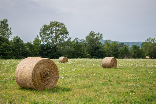 Meadow with wrapped round bales of dry hay.