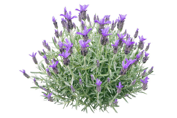 istock Spanish lavender or lavandula stoechas plant isolated on white 1900265107