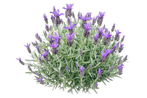 Spanish lavender or lavandula stoechas plant isolated on white. French or topped lavender flowering bush. Spring purple flower spikes and silvery leaves.