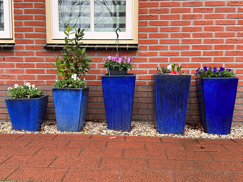 Blue square tall large glossy planter pots with blooming violets on the gravel stones near the wall of a brick house