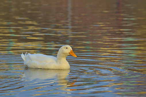 A large bright white duck with a bright orange beak swims in blue water. Wildlife. Close-up.