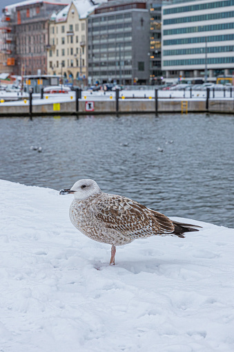A big bird standing in snow by the Baltic Sea.