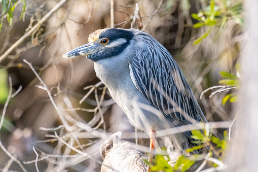 Yellow-crowned Night heron among cypress knees on the Silver River in Ocala, Florida.