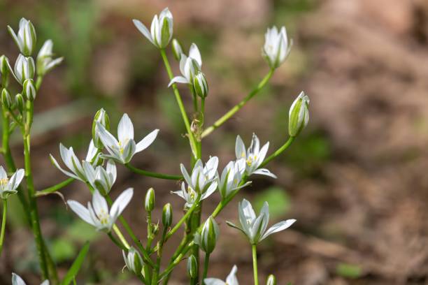 istock Garden star of bethlehem (ornithogalum umbellatum) flowers 1900340089