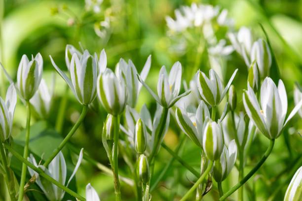 istock Garden star of bethlehem (ornithogalum umbellatum) flowers 1900343653