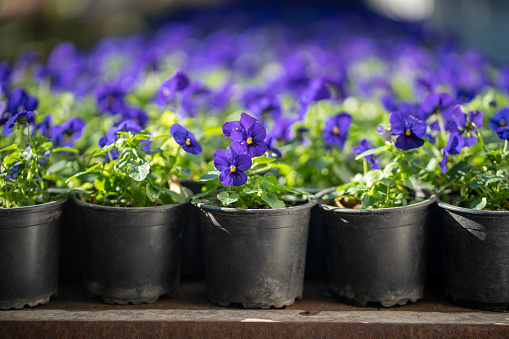 Blooming deep blue pansy viola flower in plastic pot in garden center, selective focus. Floriculture, nursery plant, gardening business and plant cultivation concept