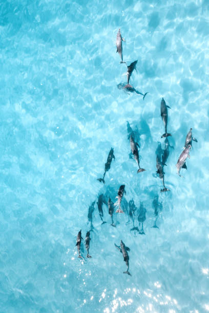 istock A pod of dolphins 1900344701