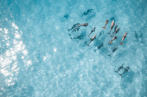 Aerial topdown photograph of a pod of dolphins on the surface in crystal-clear water. Horizontal.