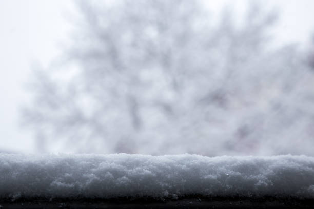 Snow - close up -winter- tree
