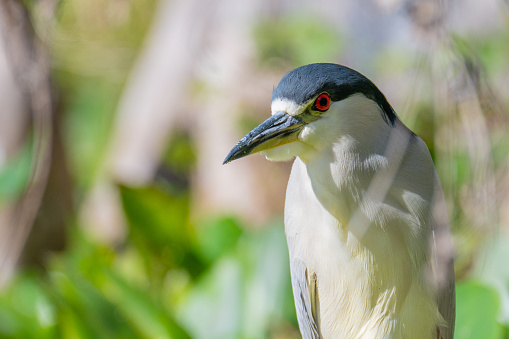 Black-crowned Night heron on the Silver River in Ocala, Florida.