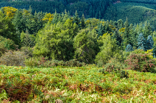 Forests of coniferous trees on a hillside in the Lake District of Cumbria, England.