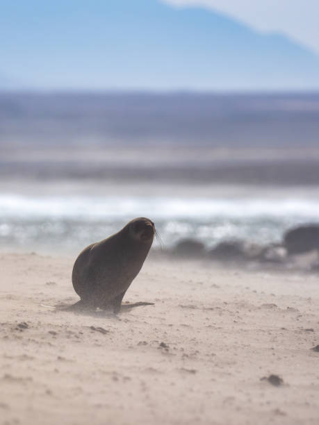 istock A sea lion running 1900437820