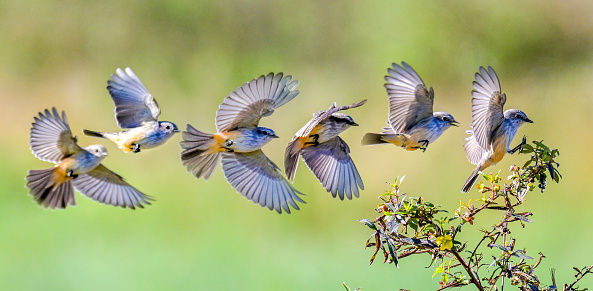 Nuthatch, Blue Tit, Robin and Redwing in flight and perching