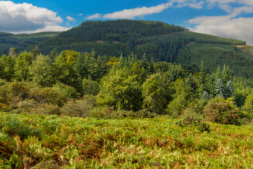 Forests of coniferous trees on a hillside in the Lake District of Cumbria, England.
